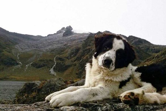 Mucuchíes, el perro del Libertador