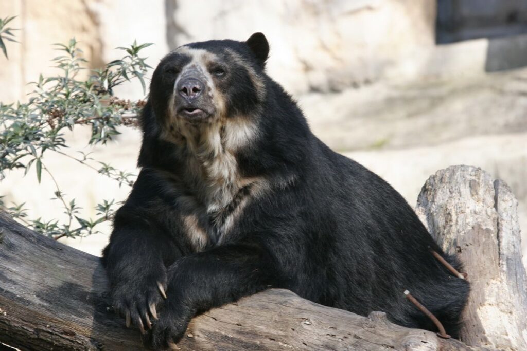 Oso frontino: especie única en peligro de extinción