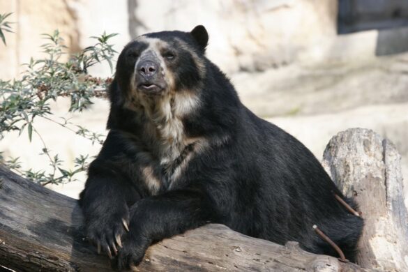 Oso frontino: especie única en peligro de extinción
