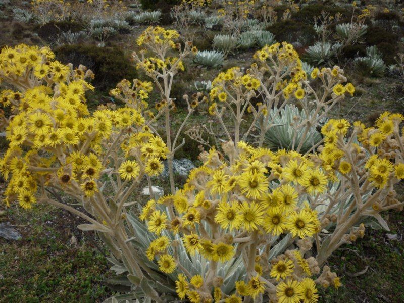 El frailejón, protector de los páramos venezolanos