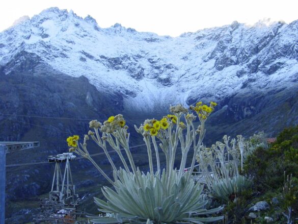 El frailejón, protector de los páramos venezolanos
