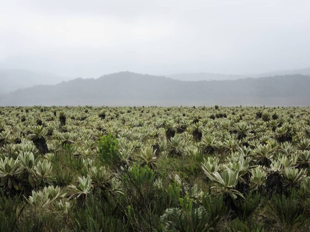 El frailejón, protector de los páramos venezolanos