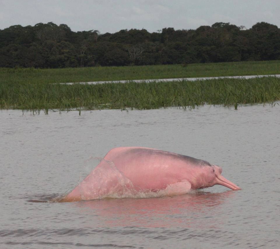 La tonina del Orinoco es el cétaceo de agua más grande del mundo