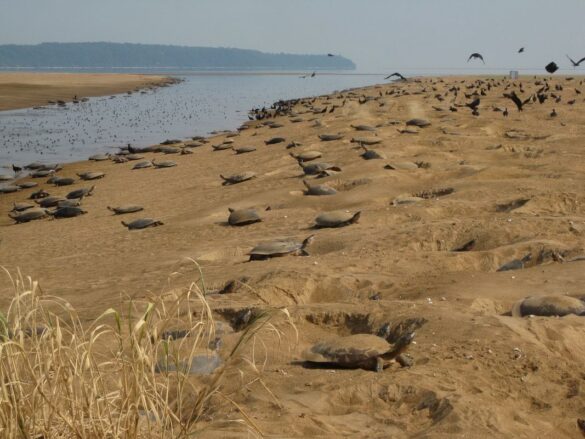 La tortuga arrau un regalo de la naturaleza en peligro