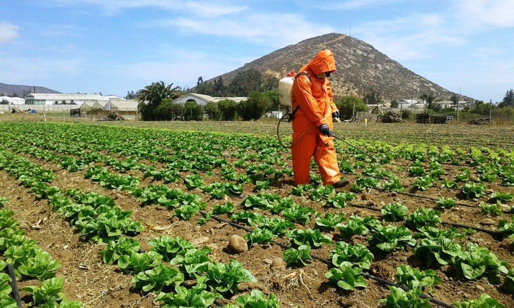 Las abejas son clave para la diversidad alimentaria