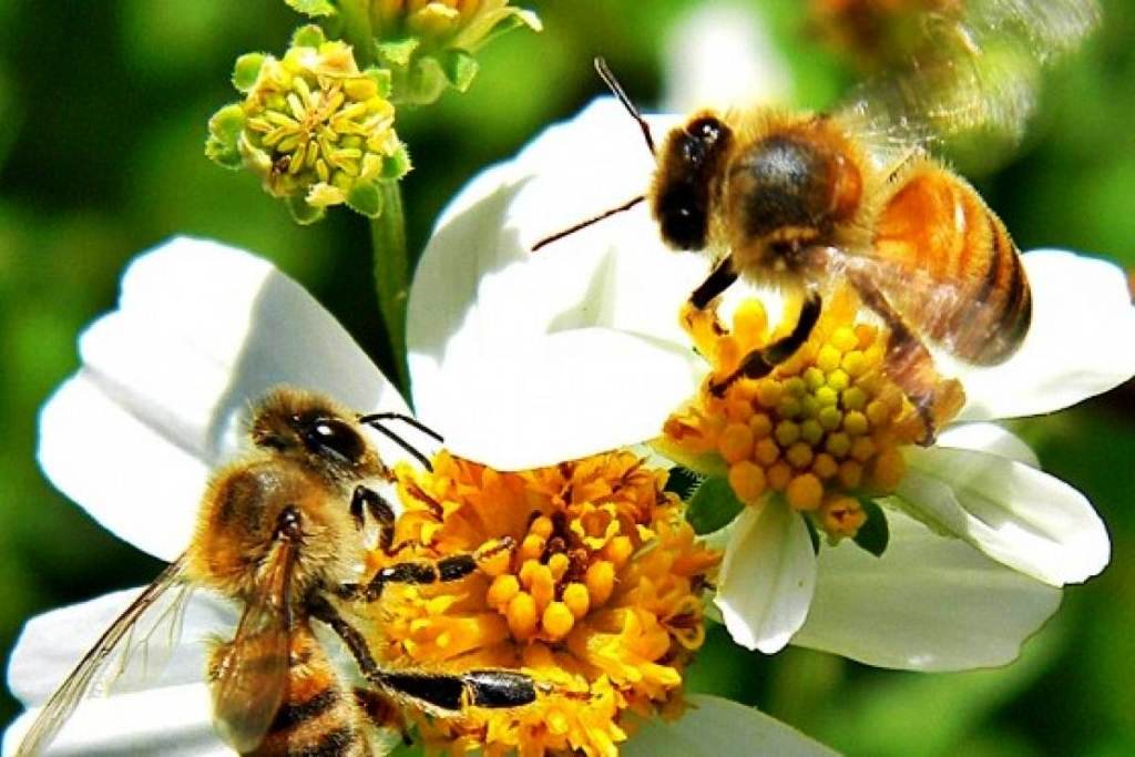Las abejas son clave para la diversidad alimentaria