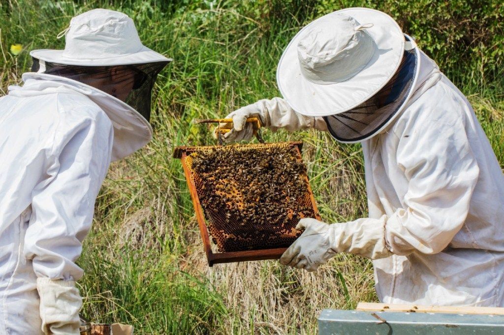 Las abejas son clave para la diversidad alimentaria