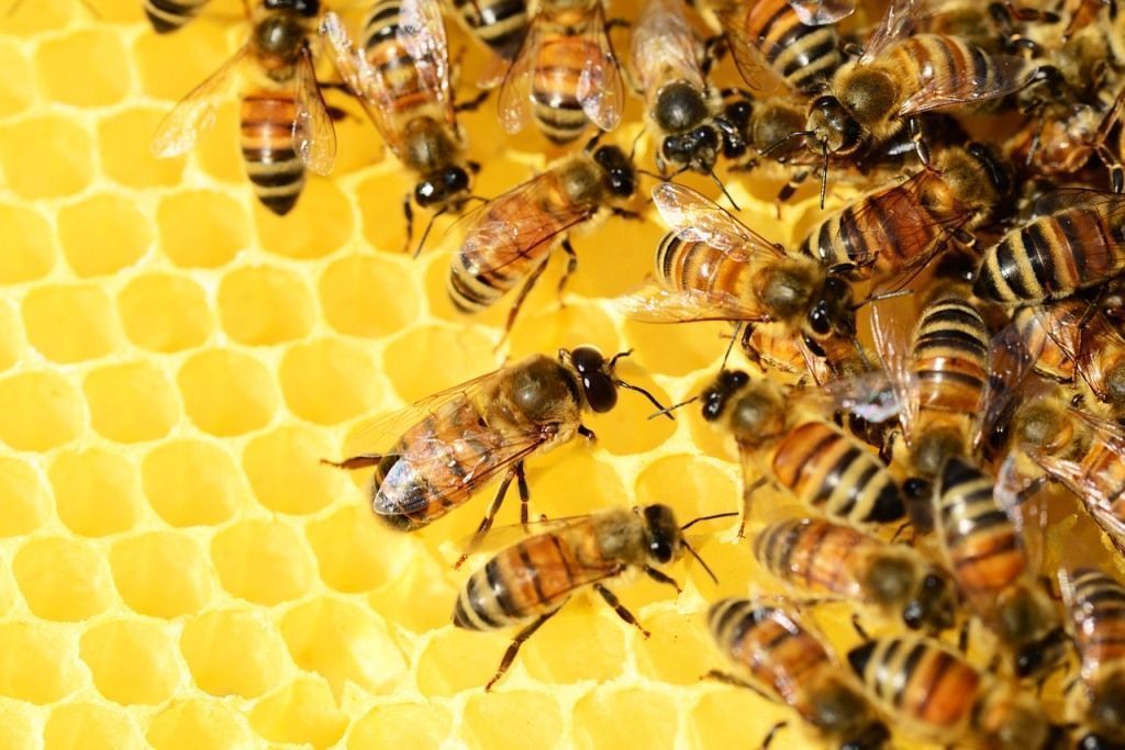 Las abejas son clave para la diversidad alimentaria