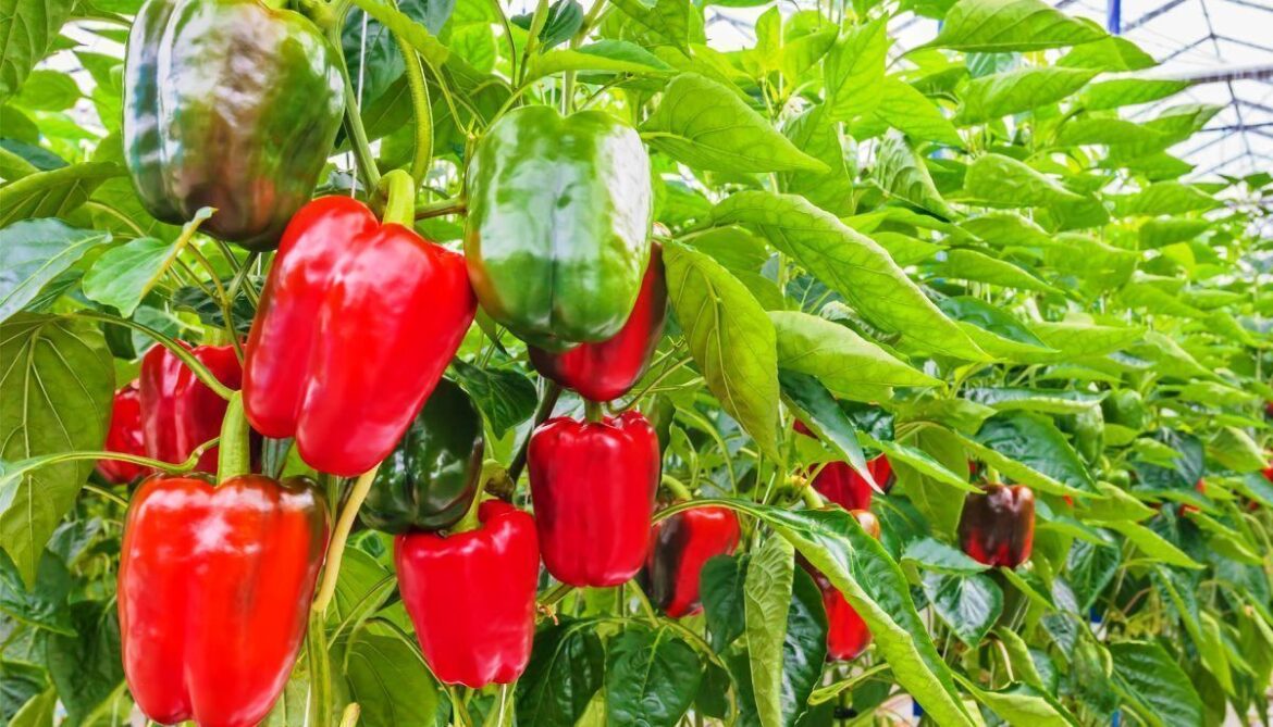Científicos venezolanos investigan uso de bacterias como biofertilizantes de hortalizas