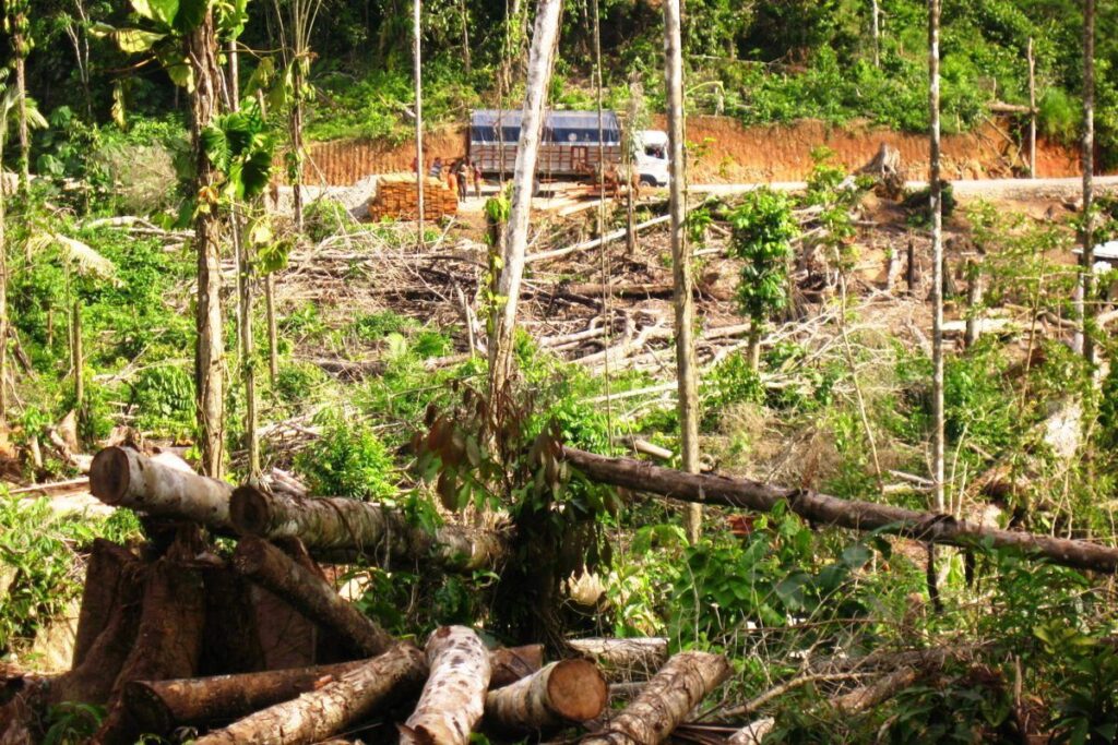 ¿Quiénes están detrás de la explotación de la Amazonía?