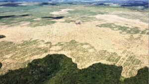 ¿Quiénes están detrás de la explotación de la Amazonía?