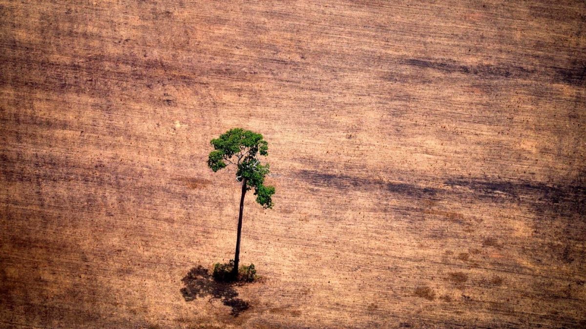 Más del 50% de la Amazonía podría transformarse en sabana