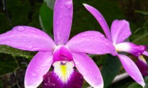 Superba del Orinoco, estrellas púrpuras que habitan la Amazonía