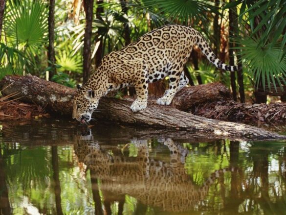 El felino más grande de América podría desaparecer