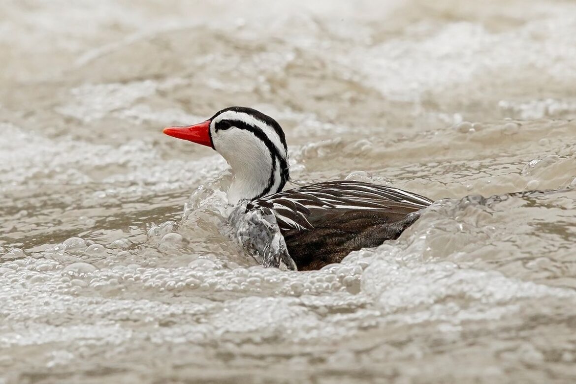 La vida en contracorriente del Pato de torrentes