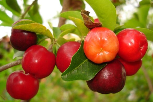Semeruco o cerecita, una fruta sabrosa, nutritiva y nuestra