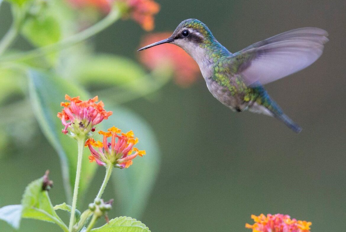 El tucusito vuela en Venezuela