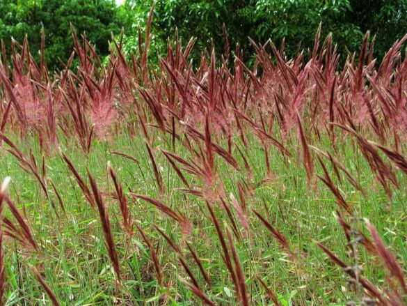 La hierba del Niño Jesús