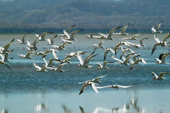 Esa pícara gaviota llamada Guanaguanare