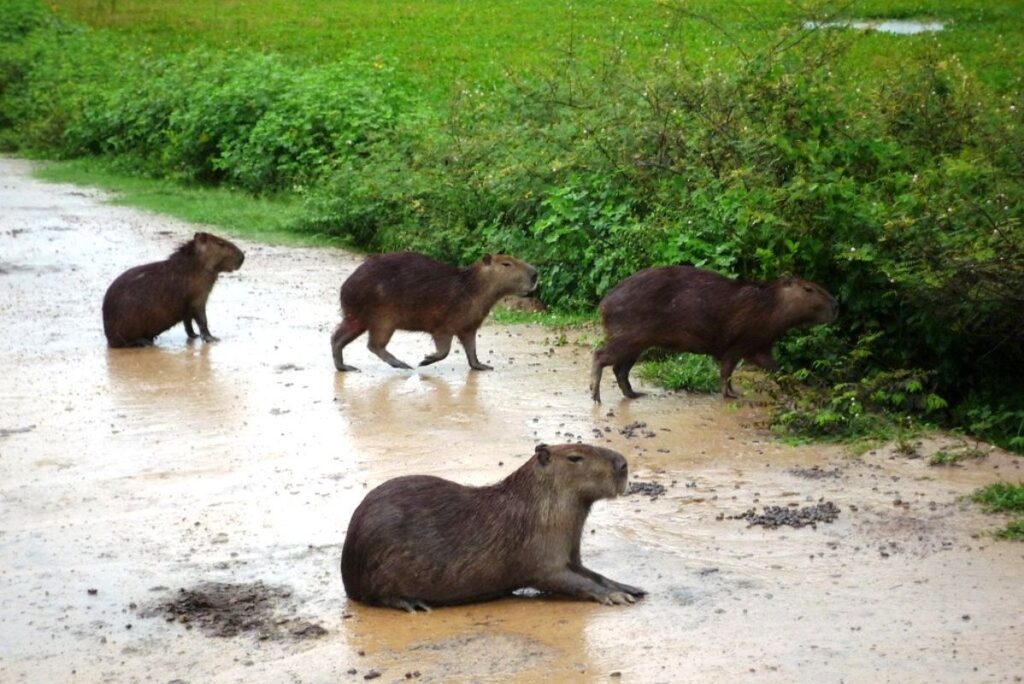 Chigüire, gigante de Los Llanos