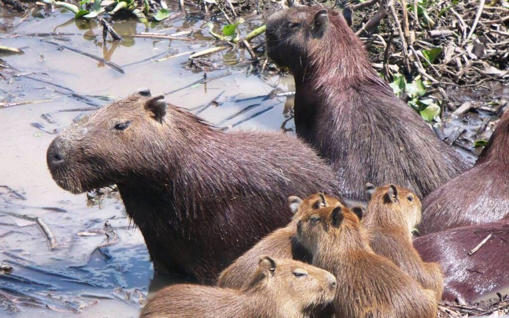 Chigüire, gigante de Los Llanos