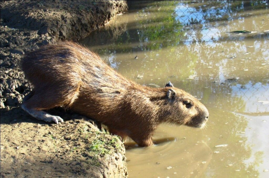 Chigüire, gigante de Los Llanos