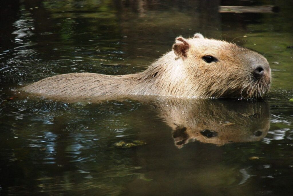 Chigüire, gigante de Los Llanos