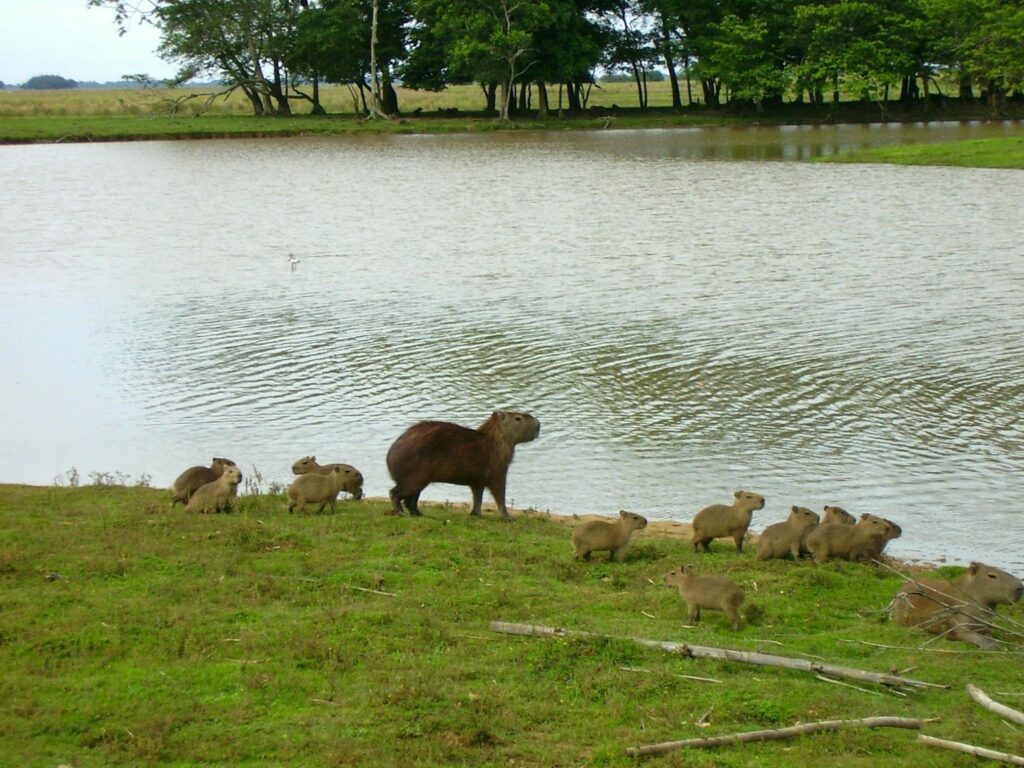Chigüire, gigante de Los Llanos