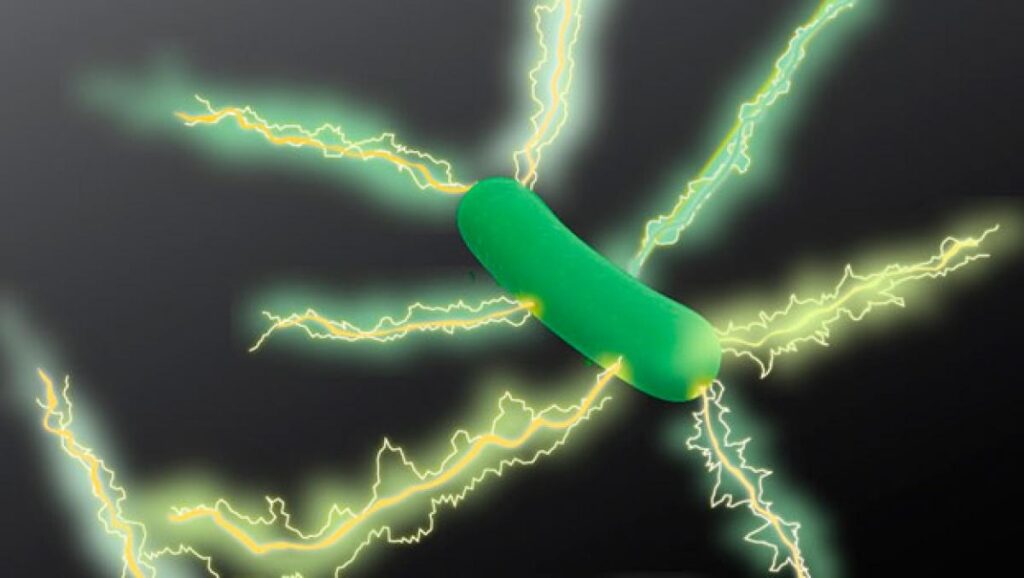 Se puede generar electricidad a partir del aire gracias a una bacteria
