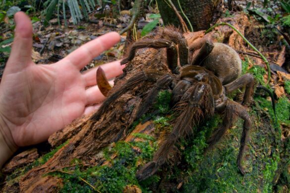 Goliath, la araña más grande del mundo, vive en Venezuela
