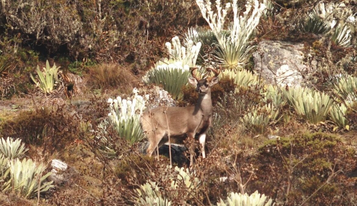 Venados Caramerudo de Margarita y Mérida son exclusivos de Venezuela
