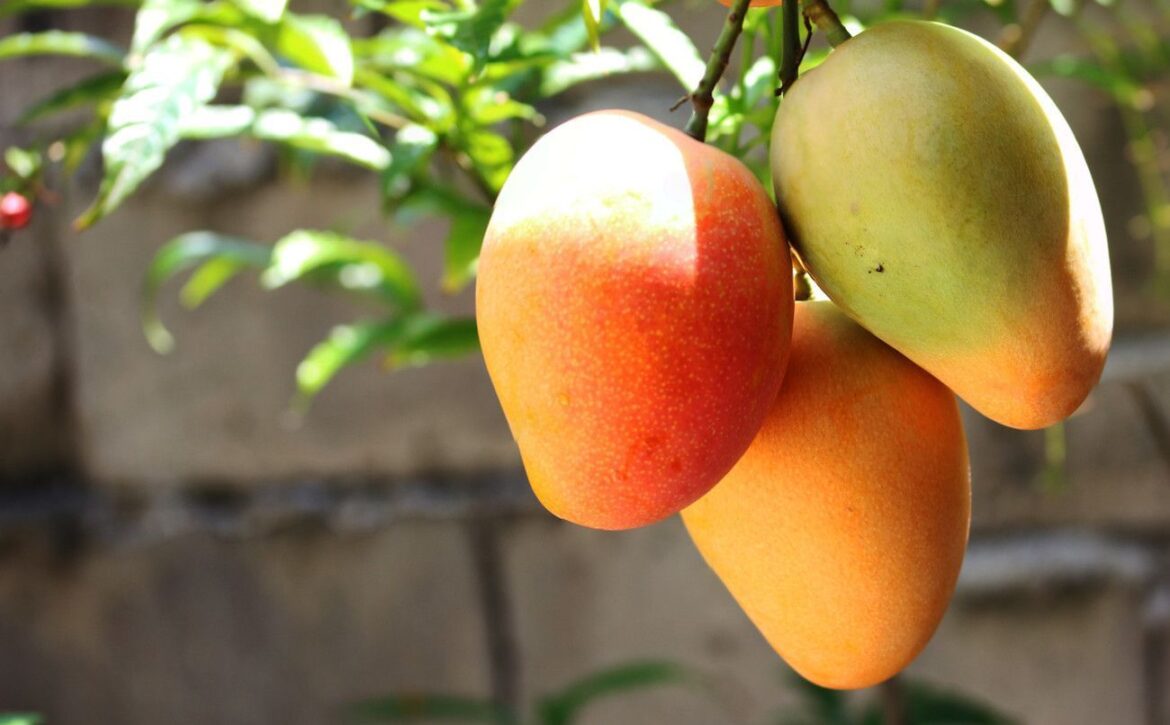 El mango, una exquisitez popular