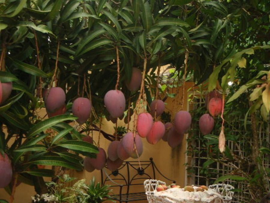El mango, una exquisitez popular