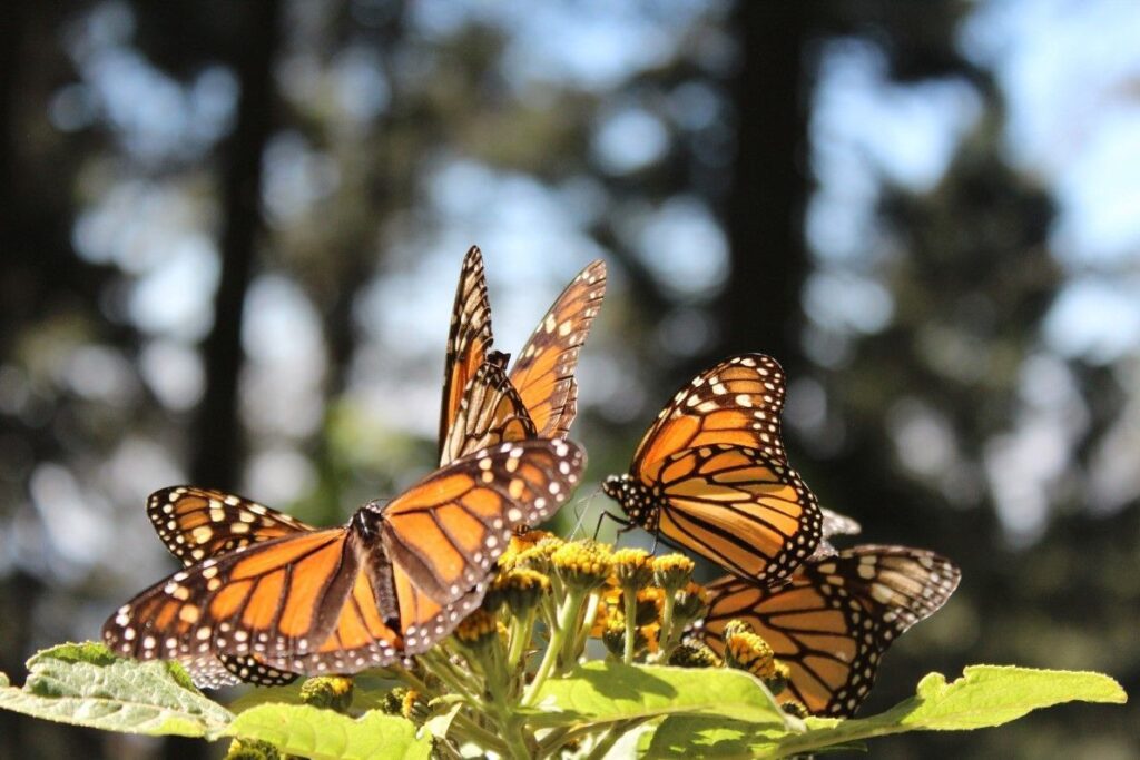 Está riesgo migración de la mariposa Monarca