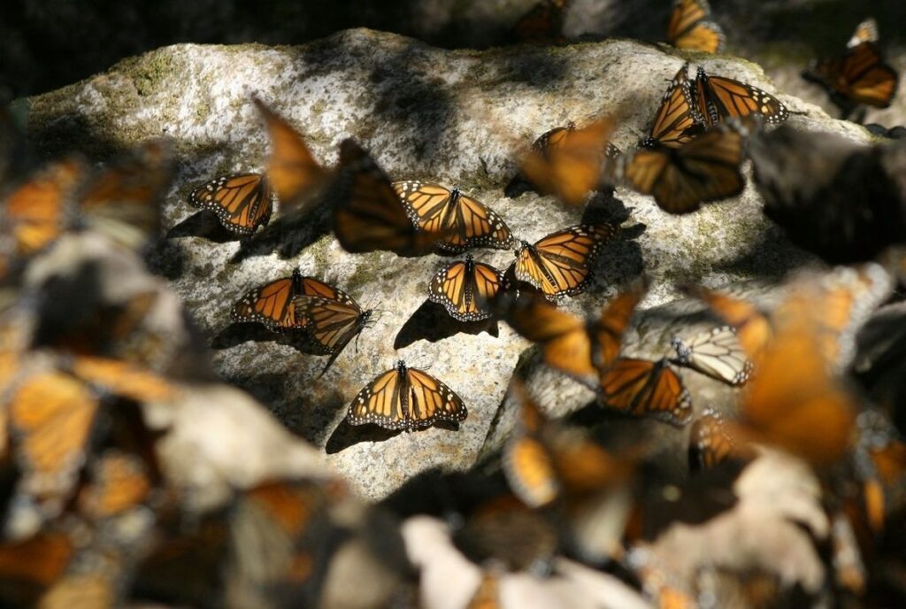 Está riesgo migración de la mariposa Monarca