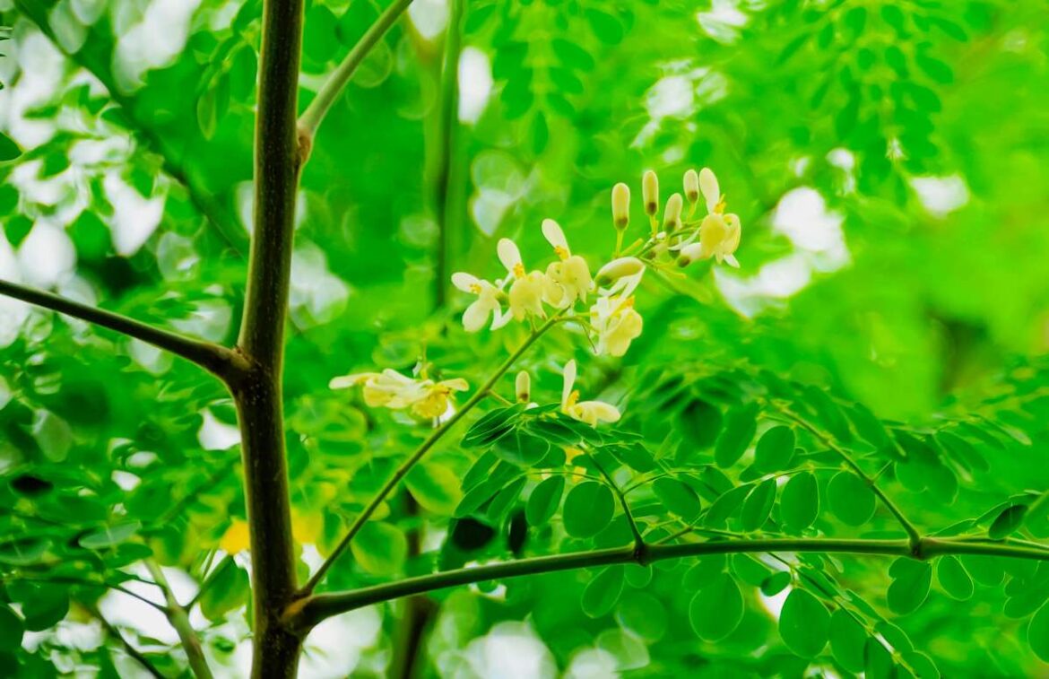 La moringa tiene más vitamina C que la naranja