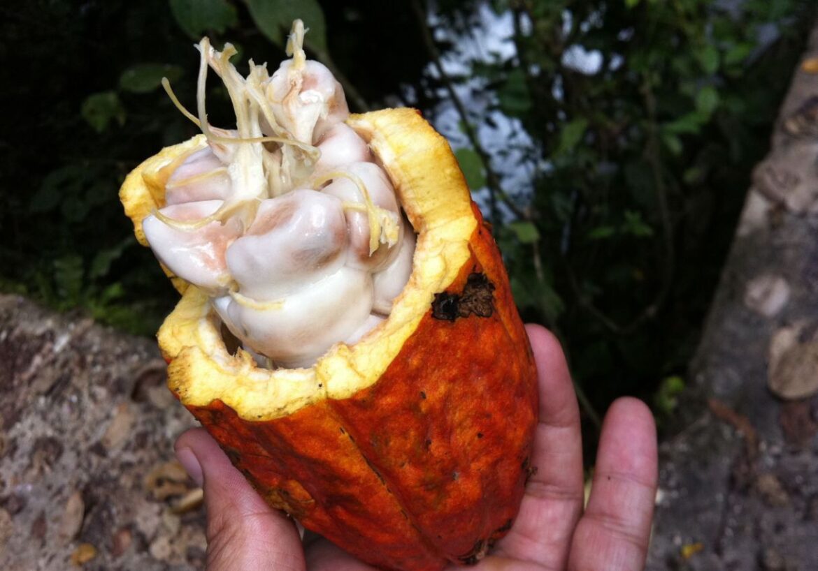 Tipos de cacao en Venezuela