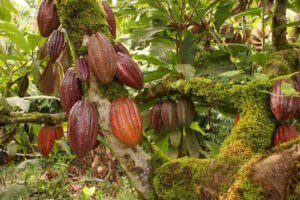 Tipos de cacao en Venezuela