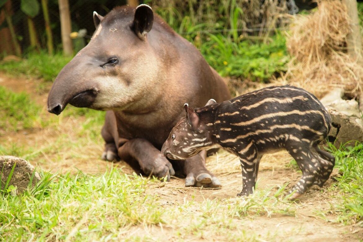 ¿La Danta podría salvarse del peligro de extinción en Venezuela?