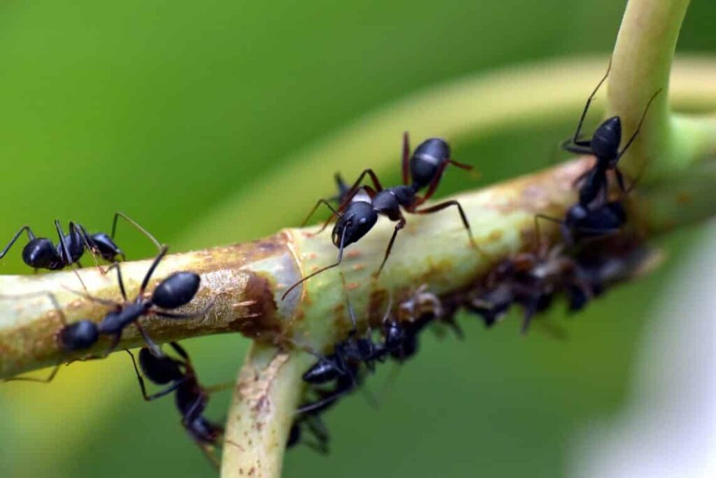 Nacen esperanzas de revertir extinción de insectos en el planeta