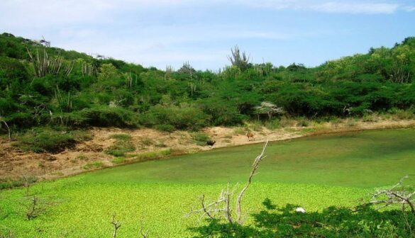 Montecano, el hogar de especies únicas en el mundo