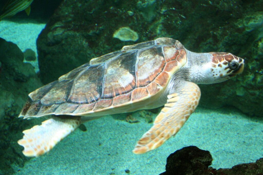 Tortugas marinas, milenarias pero vulnerables