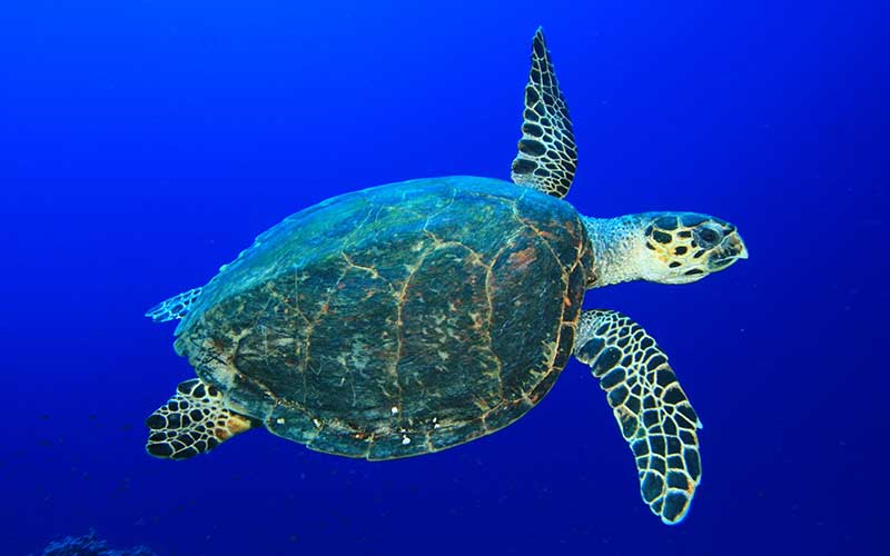 Tortugas marinas, milenarias pero vulnerables