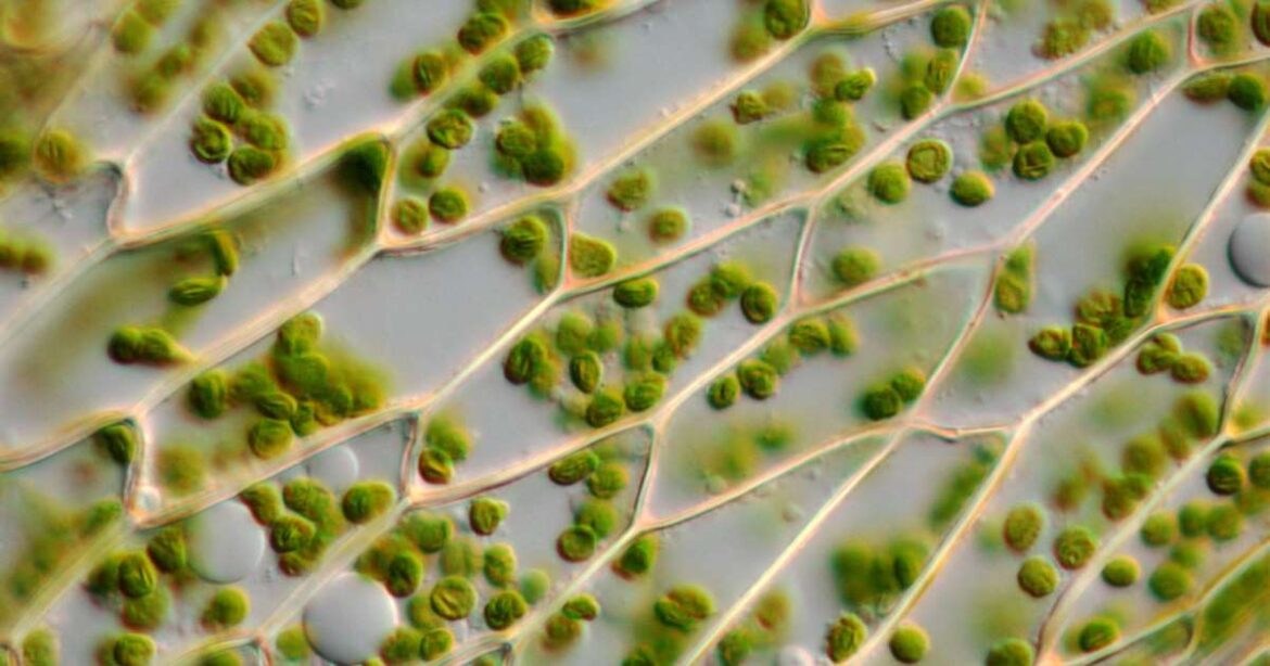 Desarrollan células fotosintéticas artificiales para la fijar CO2