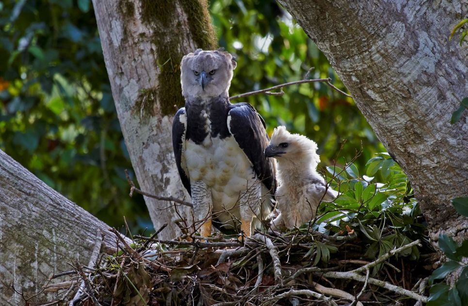 El águila arpía, majestuosidad y garra