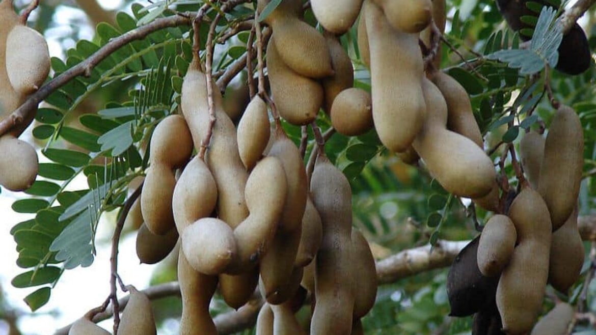 Quien planta tamarindos cosecha salud y bienestar