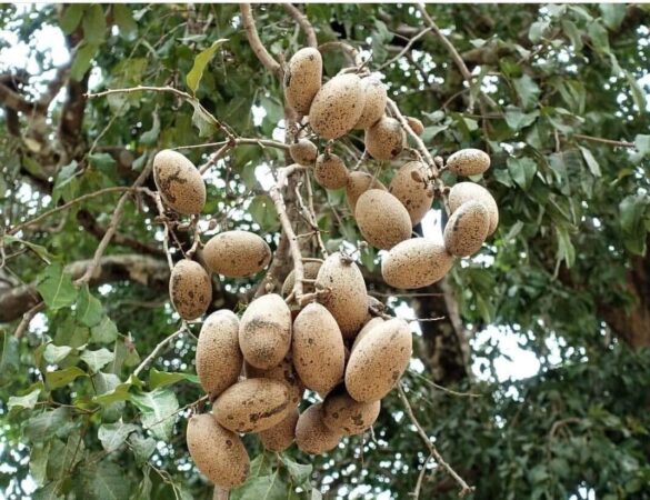 El Merecure es frondoso, resistente y longevo