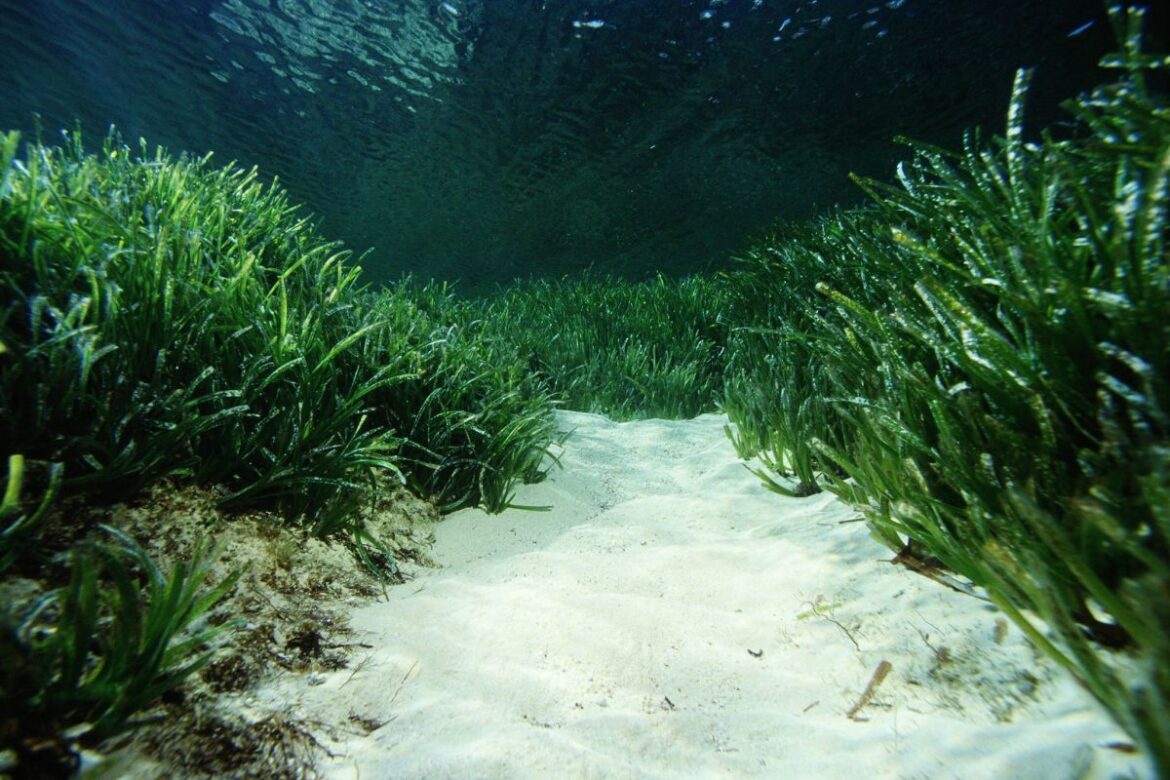 Pastos marinos, un tesoro bajo el mar que podría derrotar al cambio climático
