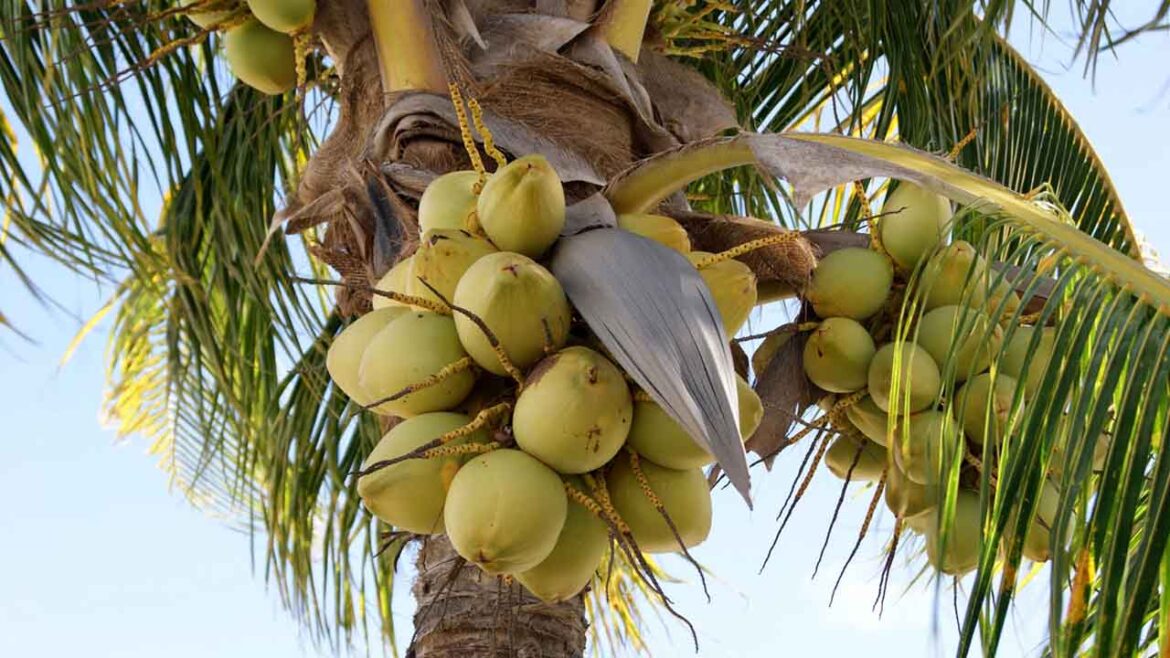 Cocotero, el árbol del cielo