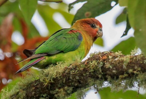 El ave de múltiples tonos, el Perico Multicolor